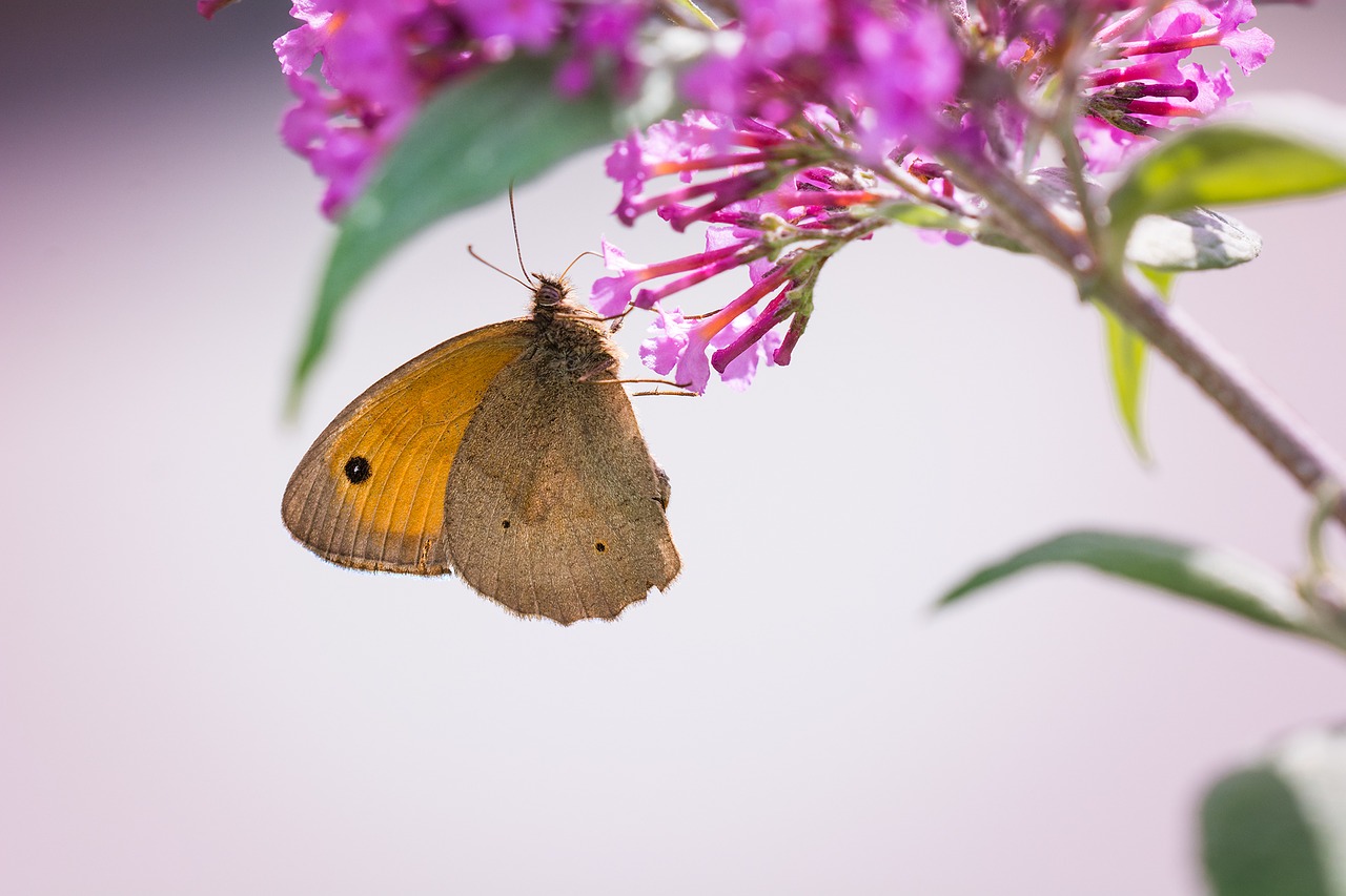 Image - butterfly meadow brown edelfalter