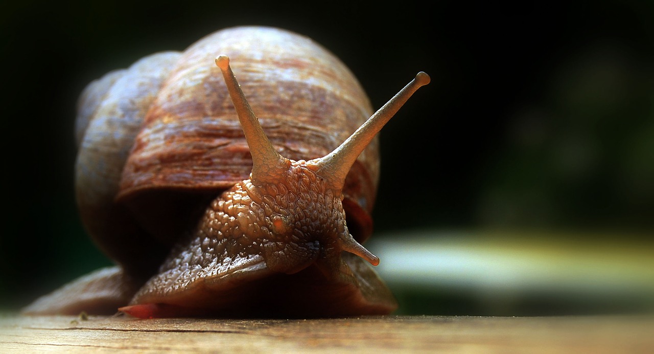 Image - eye snail slowly probe molluscs