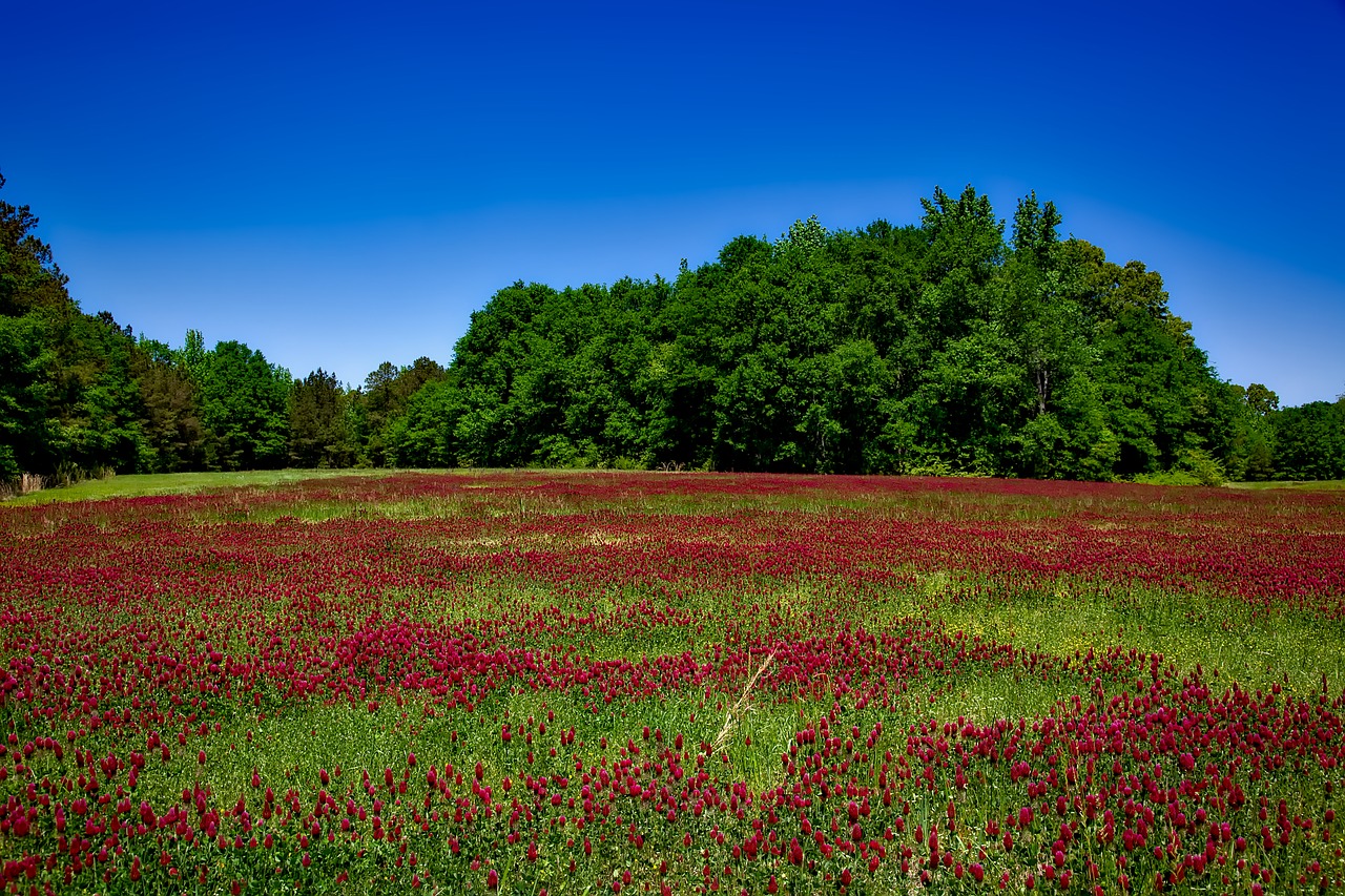 Image - alabama flowers plants wildflowers