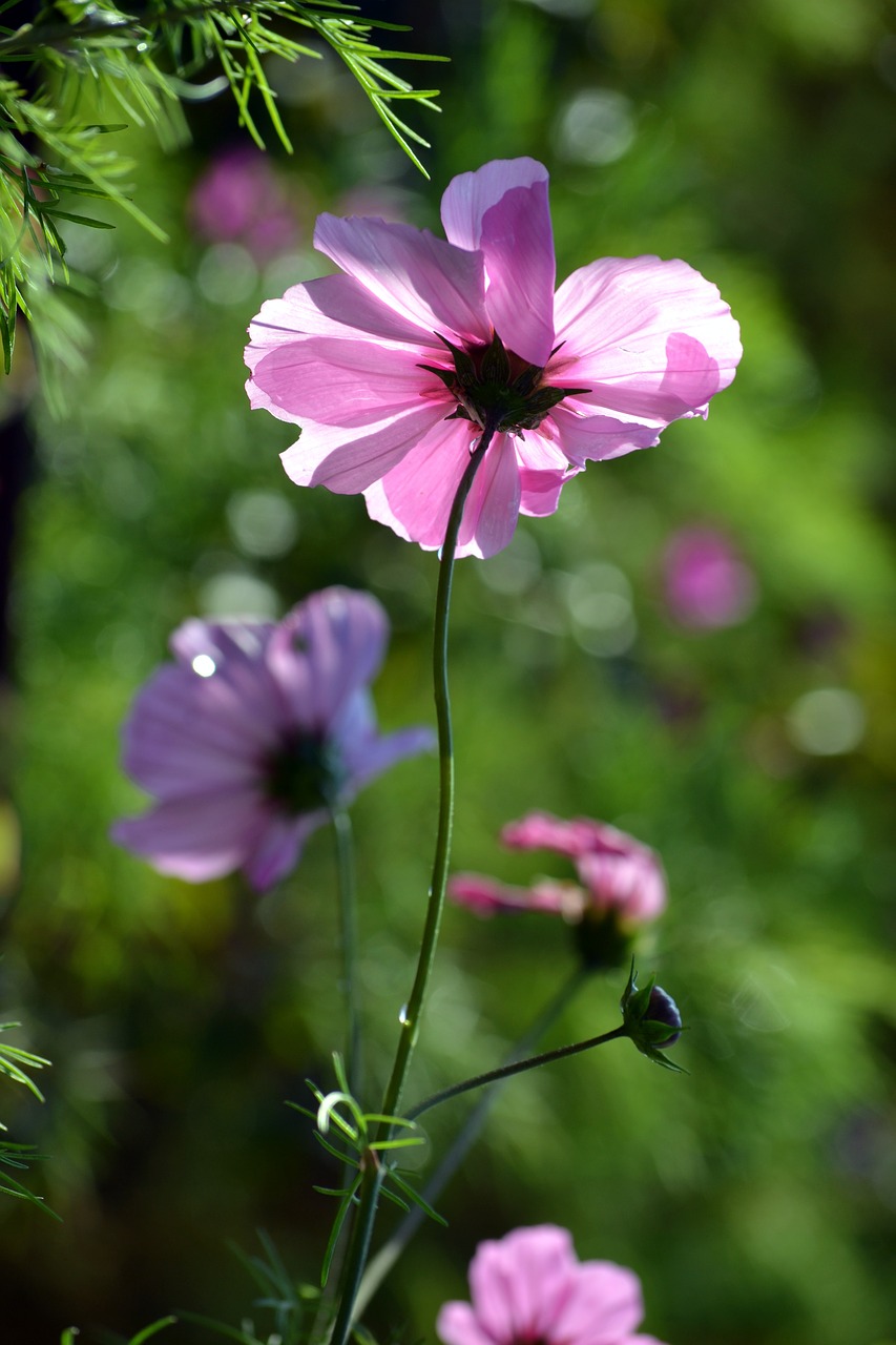 Image - cosmos countryside pink