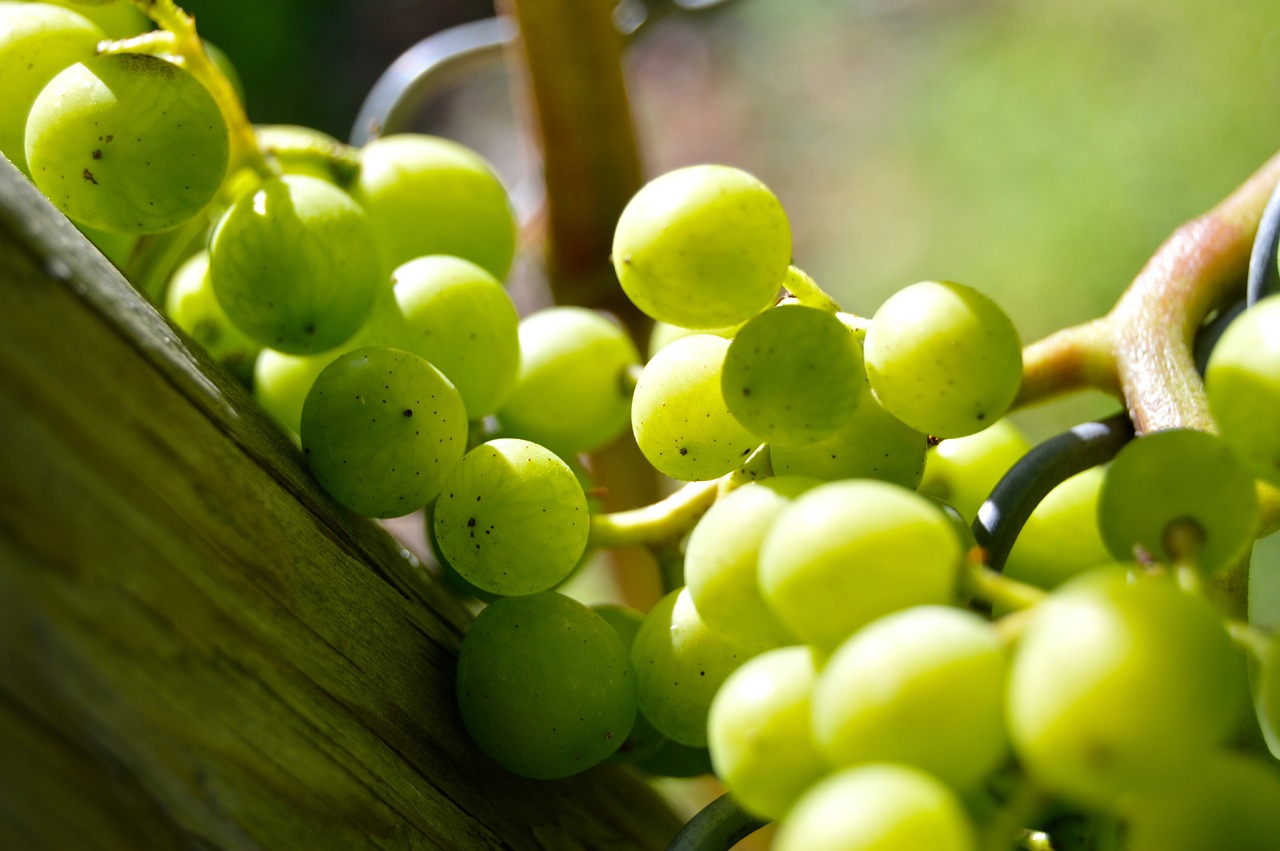 Image - grapes henkel grape close vine