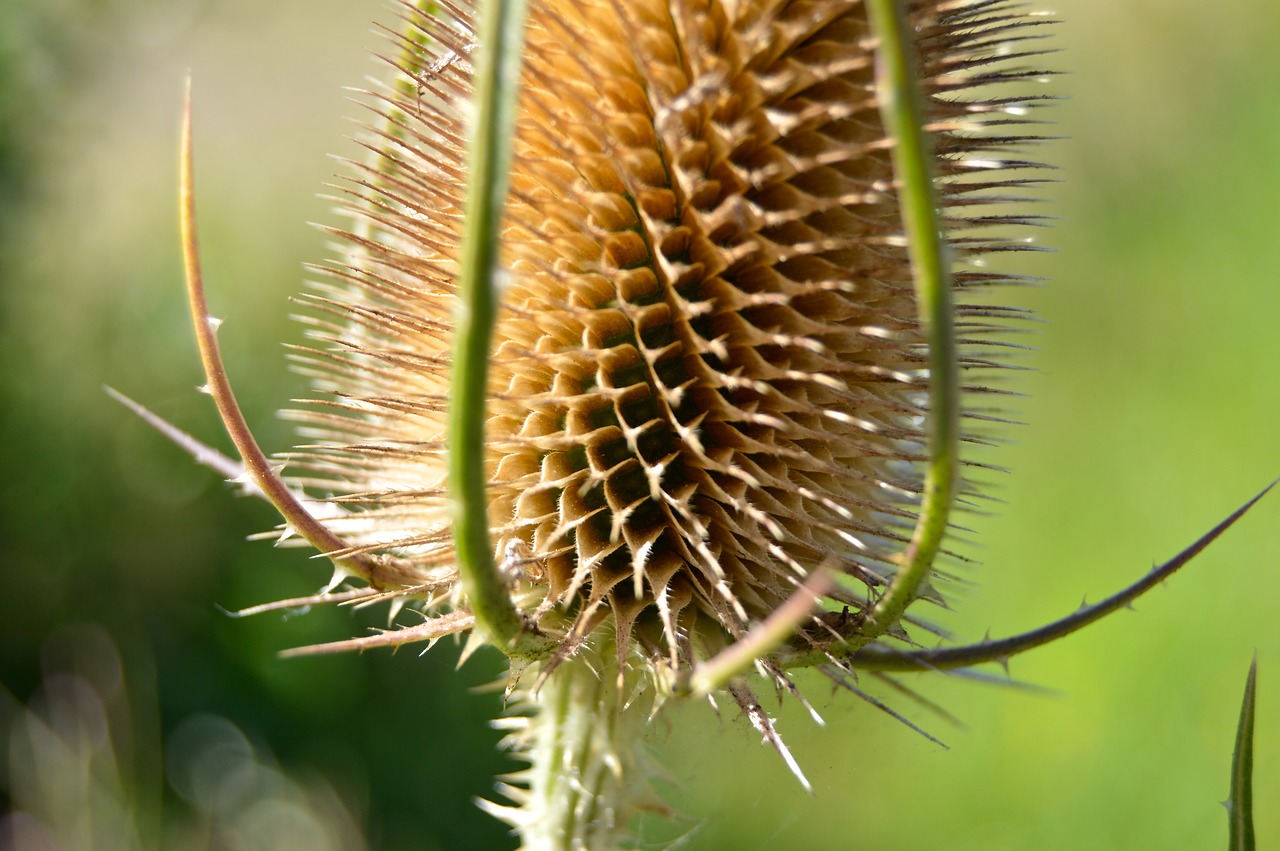 Image - thistle dry head wild thistle