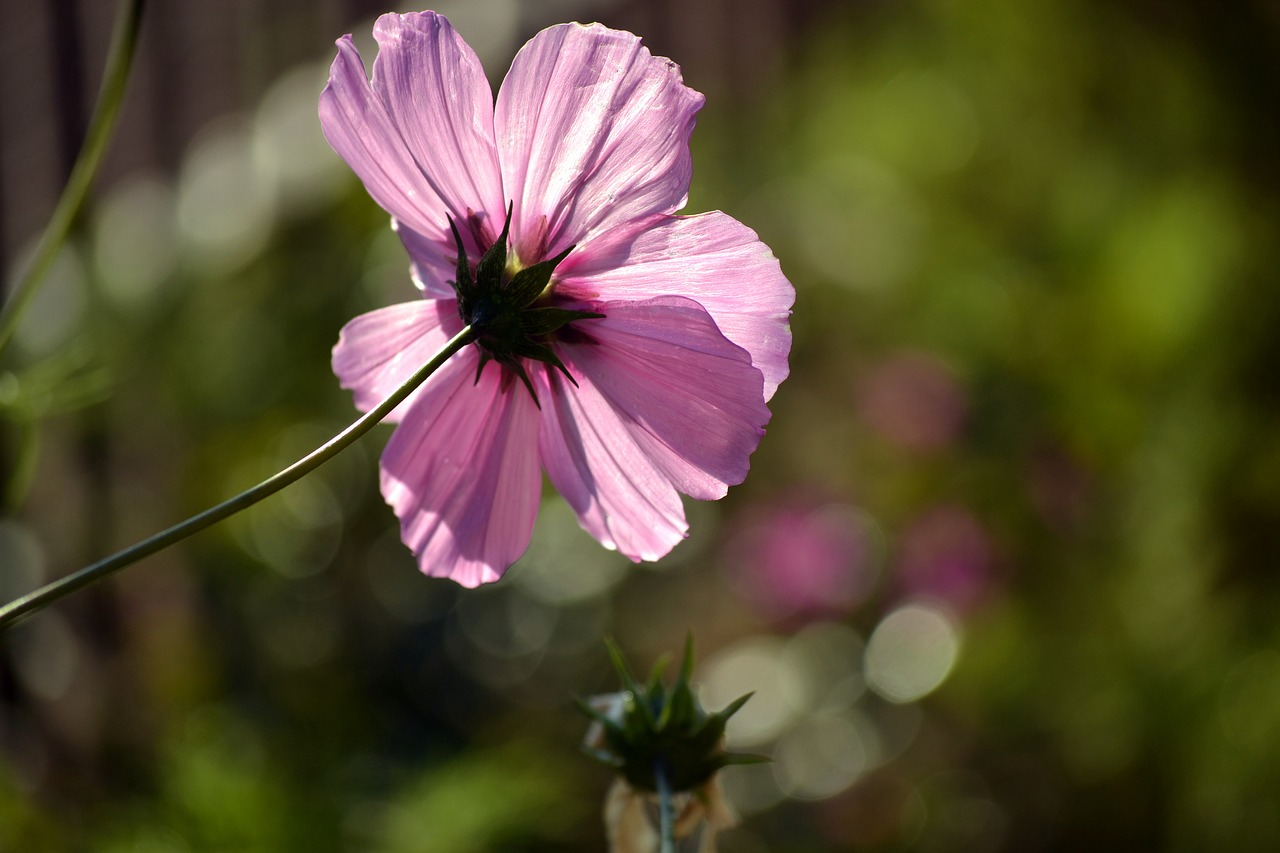 Image - pink cosmos wild flower countryside