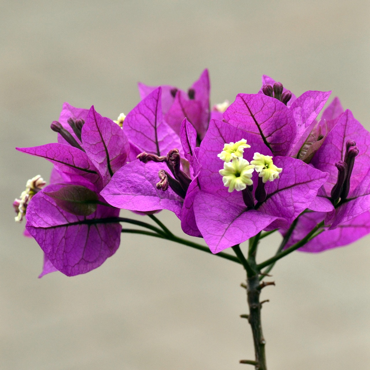 Image - purple bougainvilla spring