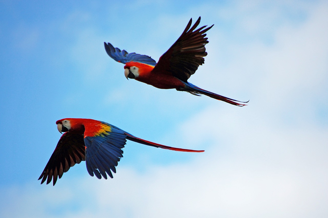 Image - parrots parrot pair flying red