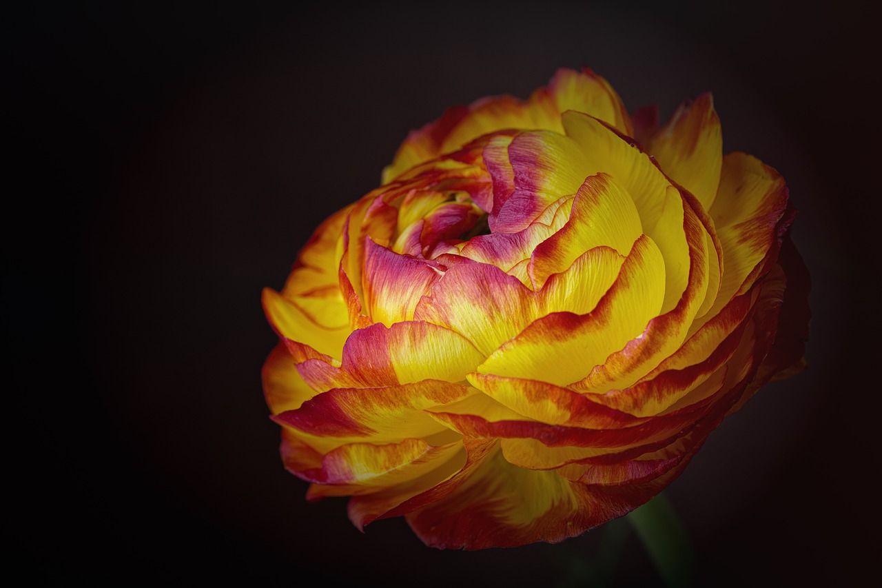 Image - ranunculus flower yellow red flower