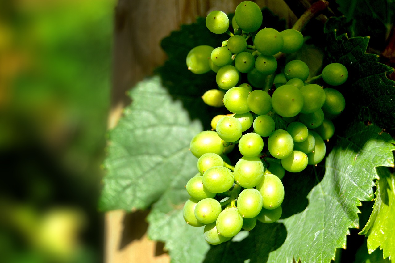 Image - rebstock grapes henkel grape close