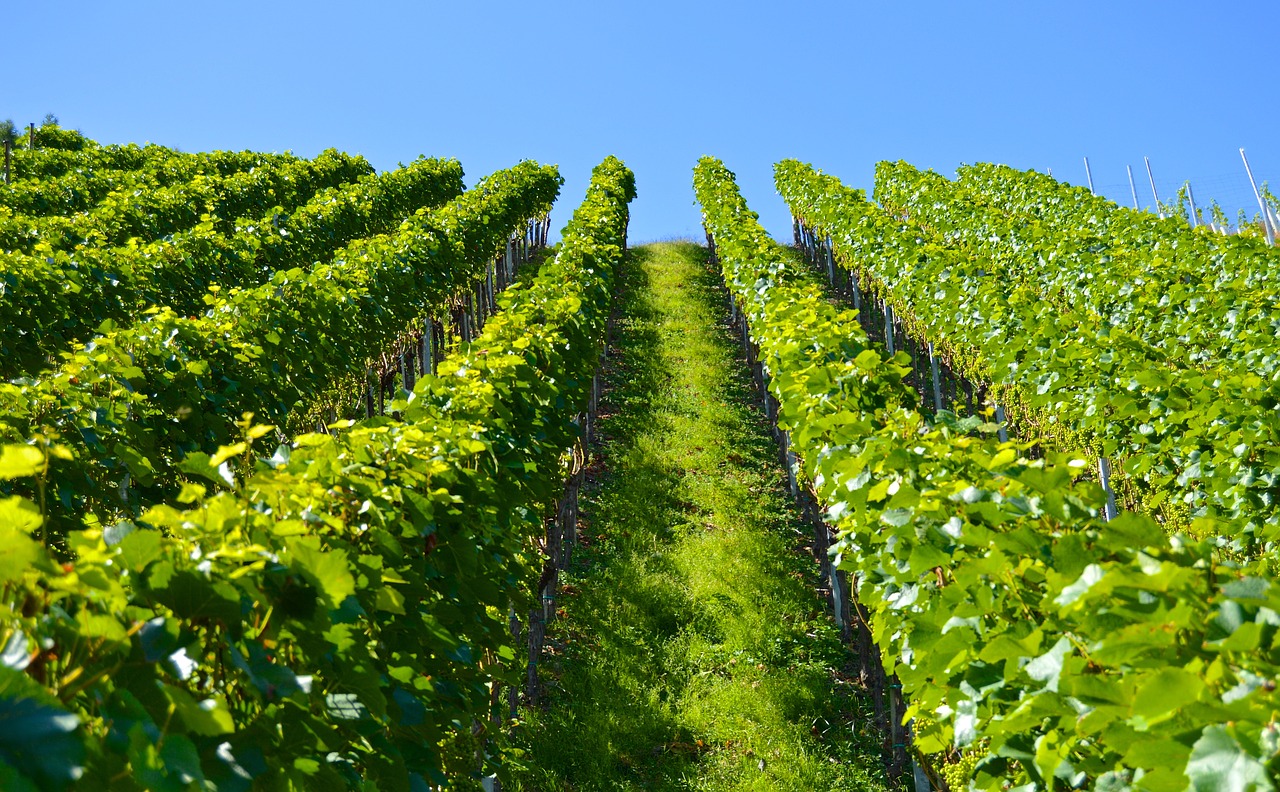 Image - vineyard series mountain landscape