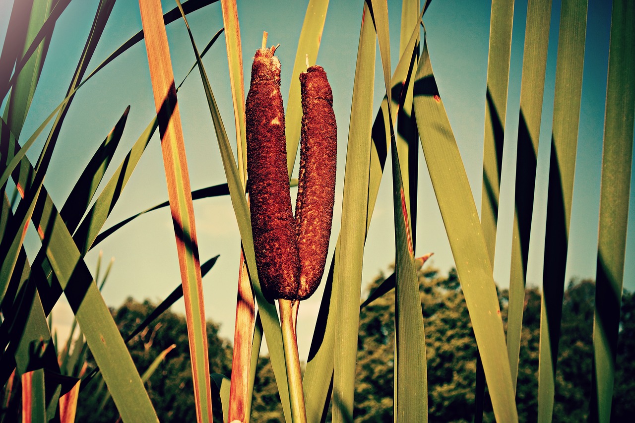 Image - cattail plant latifolia broadleaf