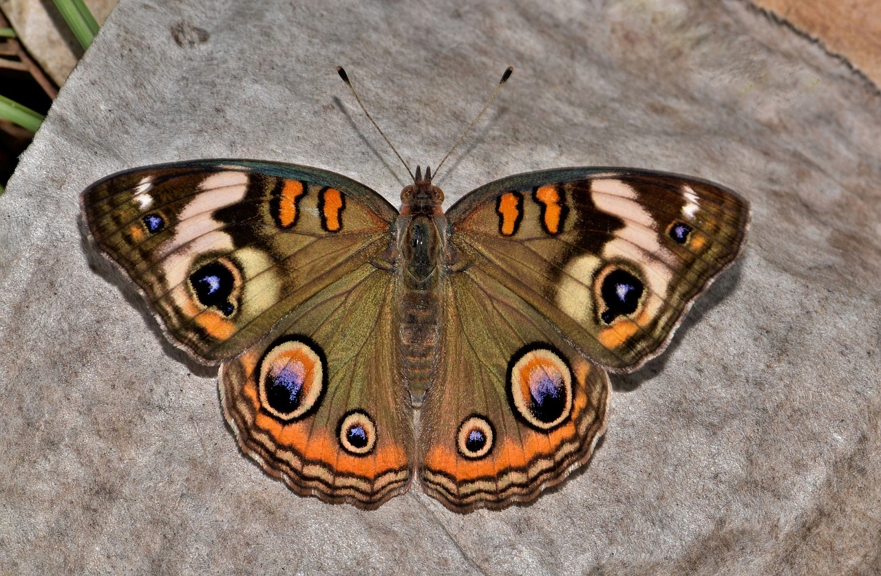 Image - butterfly common buckeye insect