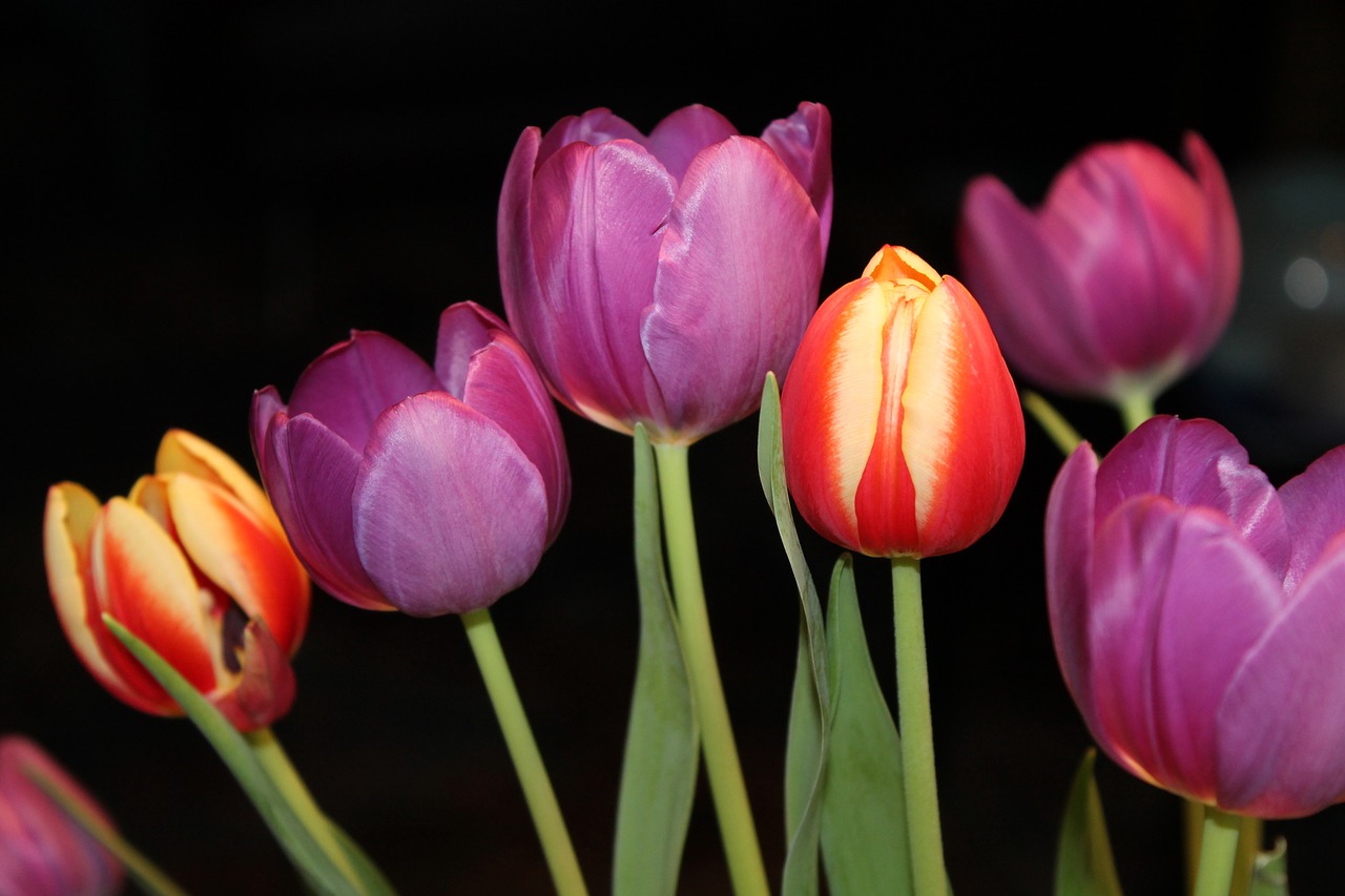 Image - tulips strauss flowers bouquet