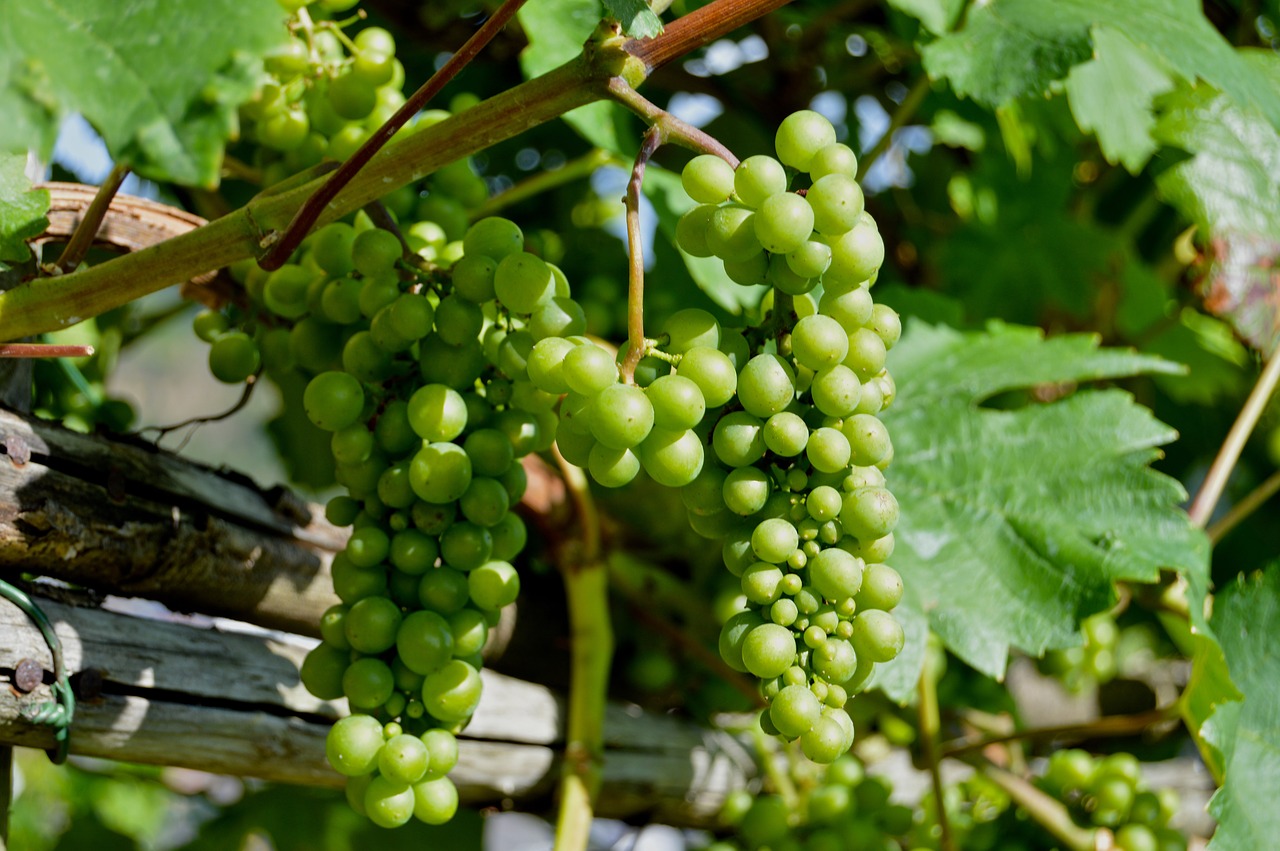 Image - rebstock grapes henkel grape close