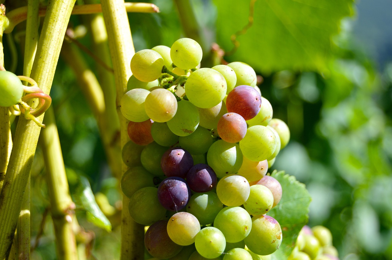 Image - rebstock grapes henkel grape close