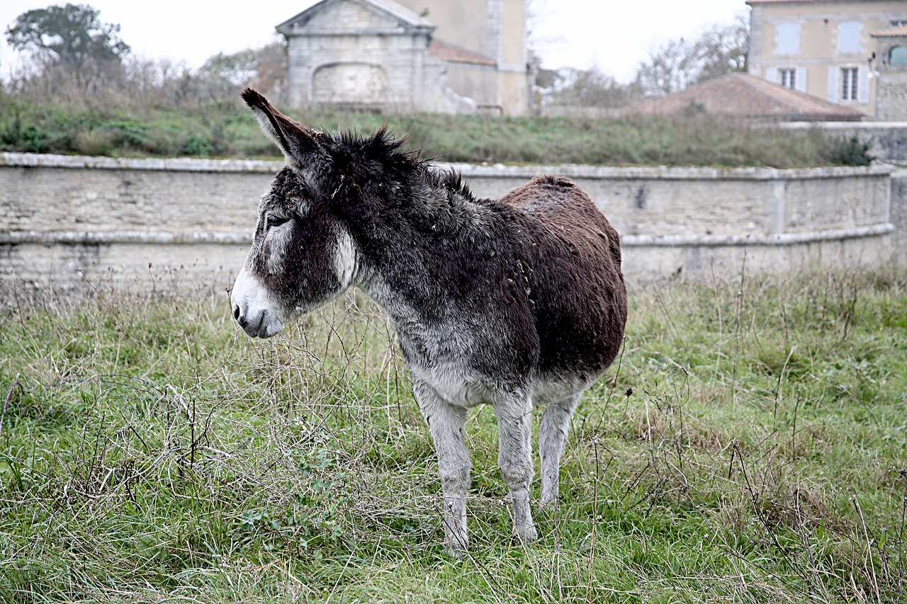 Image - donkey mane shoe horsehair equine