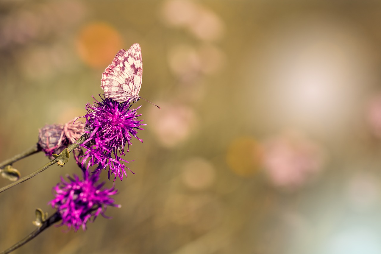 Image - checkerboard butterfly chess board