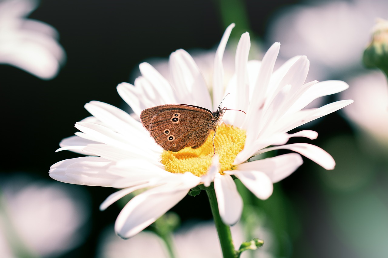 Image - butterfly chimney sweep