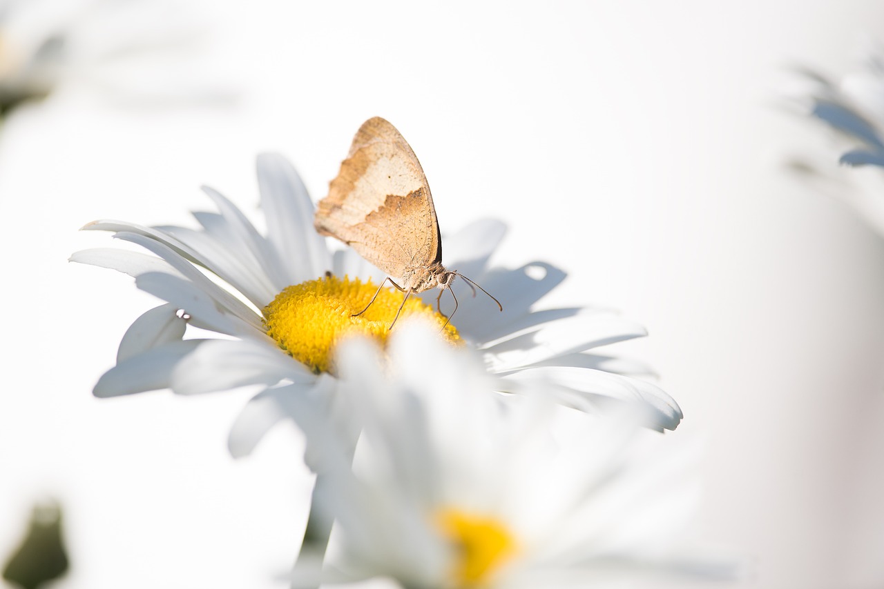 Image - butterfly marguerite summer insect