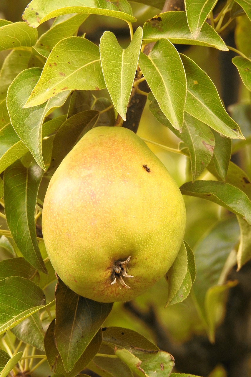 Image - pear green branch fruit