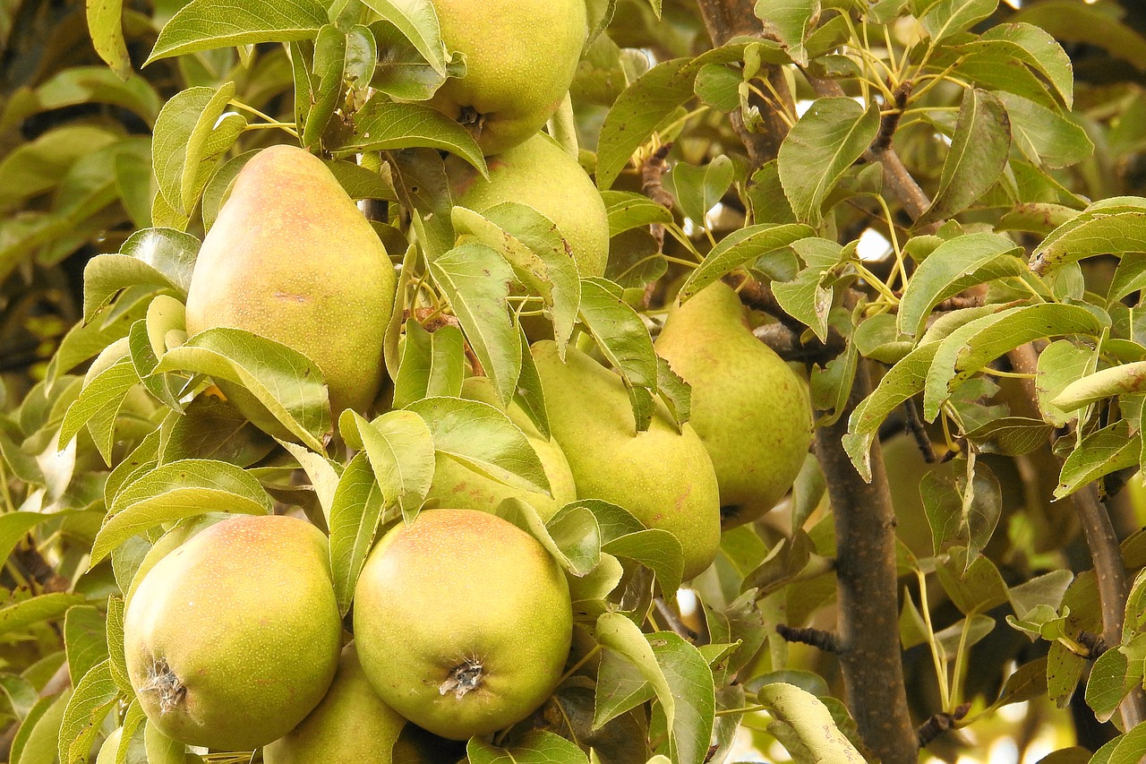 Image - pears pear green branch fruit