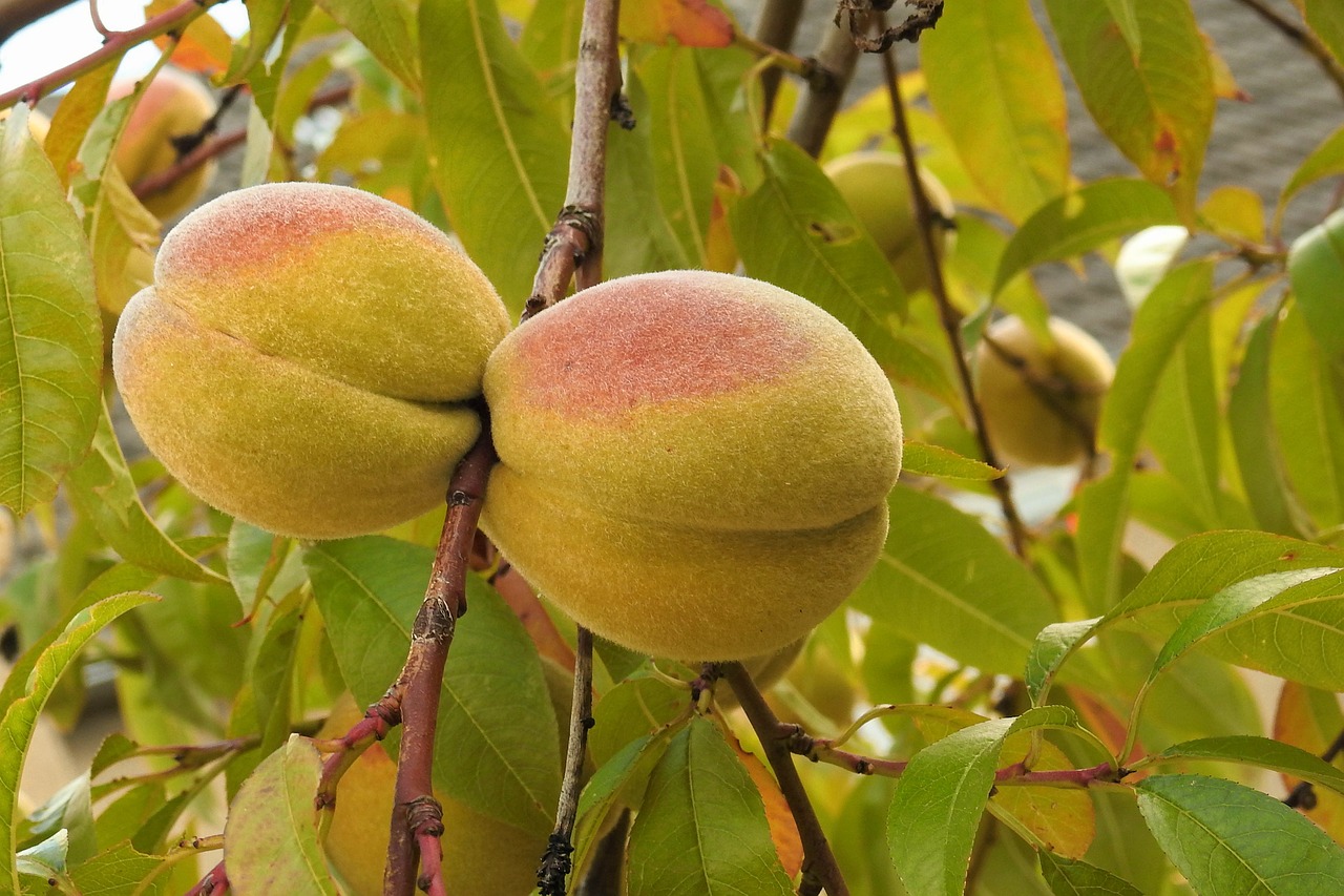 Image - peaches peach tree branch fruits