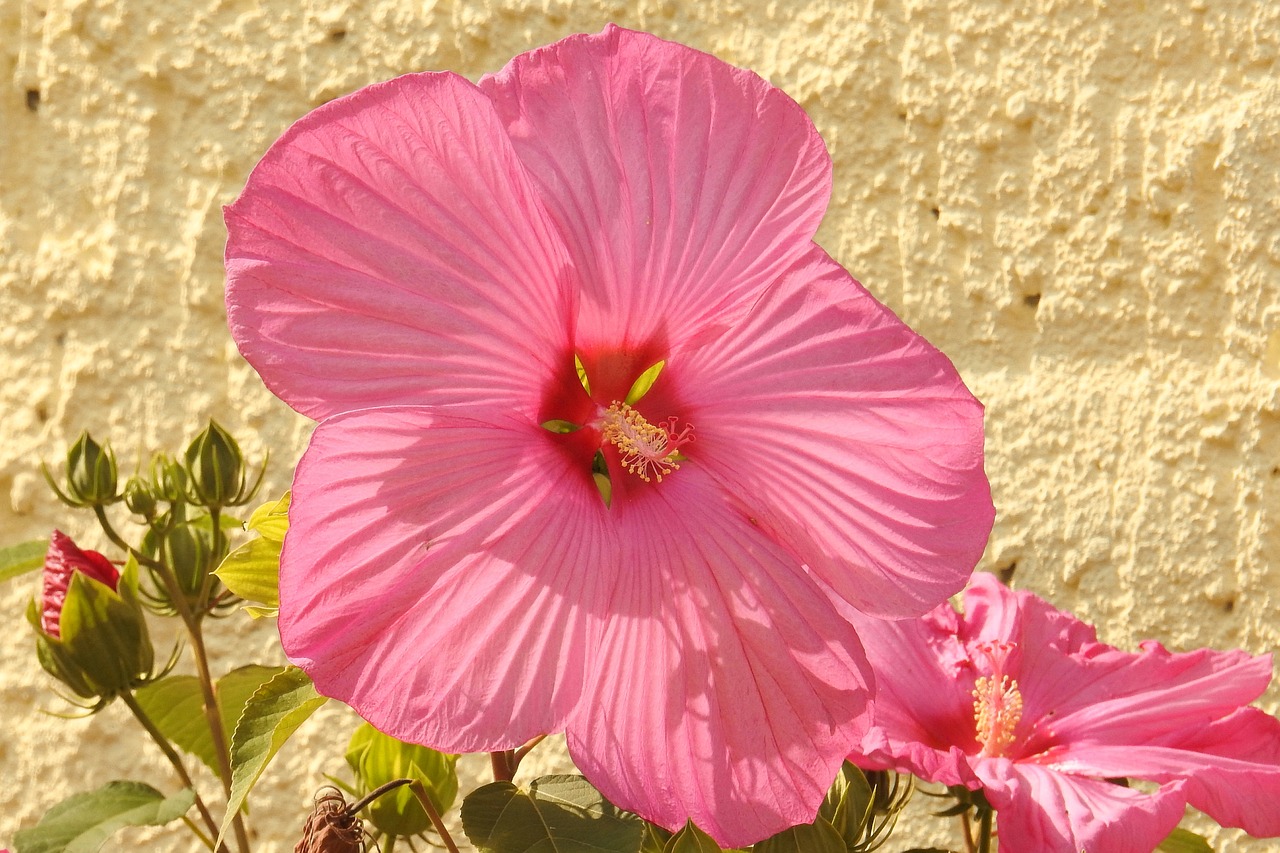 Image - hibiscus hibiscus flower