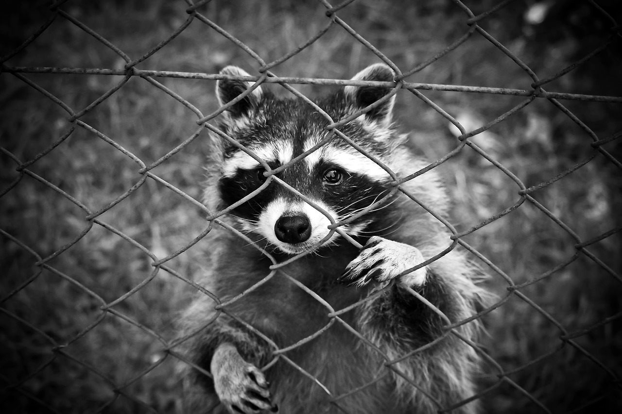 Image - raccoon animal animal world