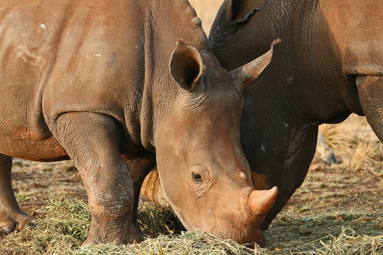 Image - rhinoceros pair game animals