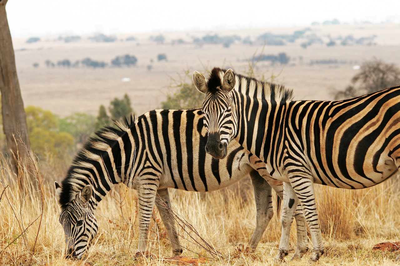 Image - zebra game animals wildlife veld