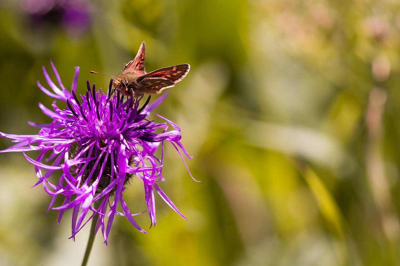 Image - hesperia comma skipper butterfly