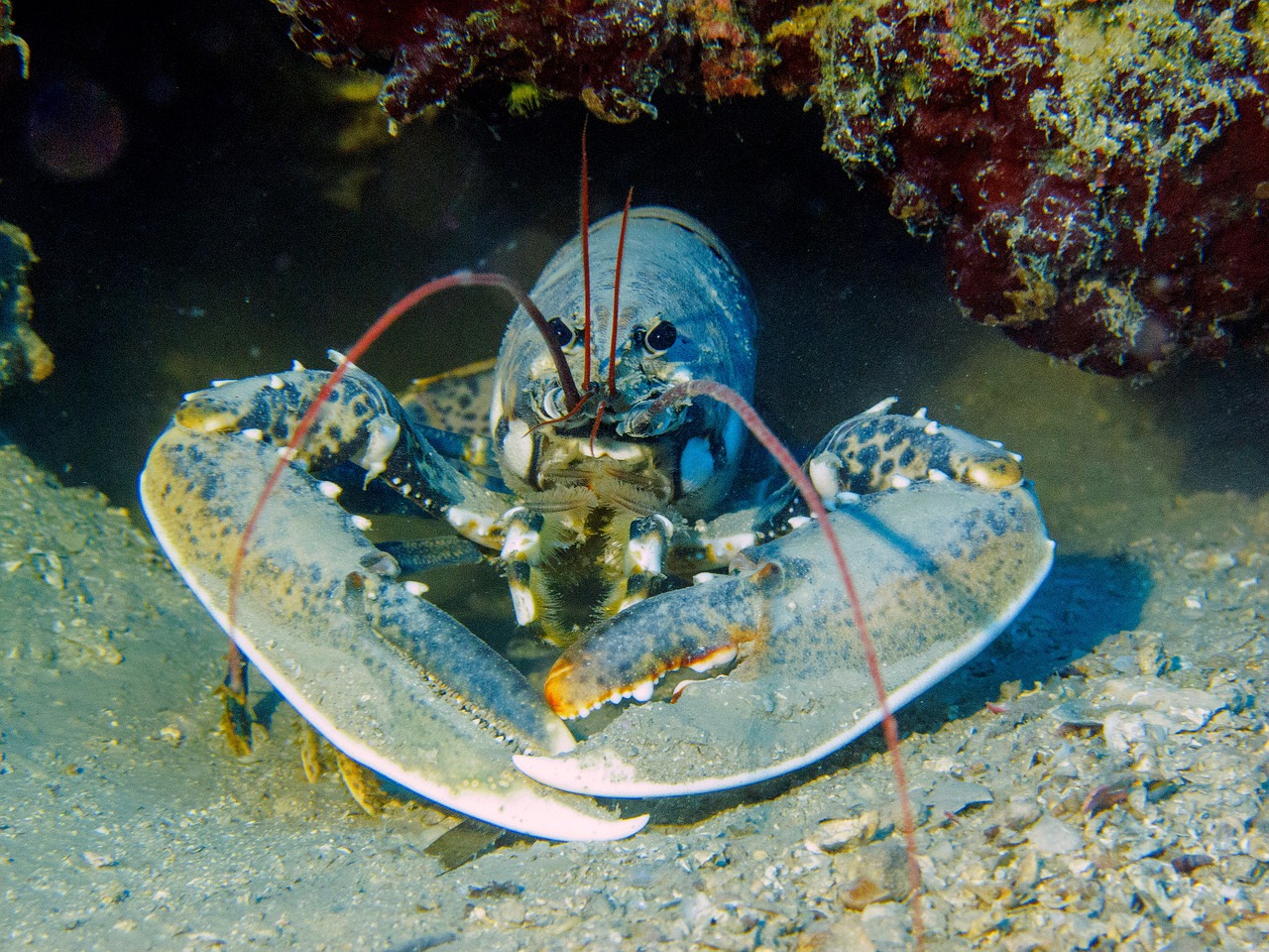 Image - lobster diving croatia