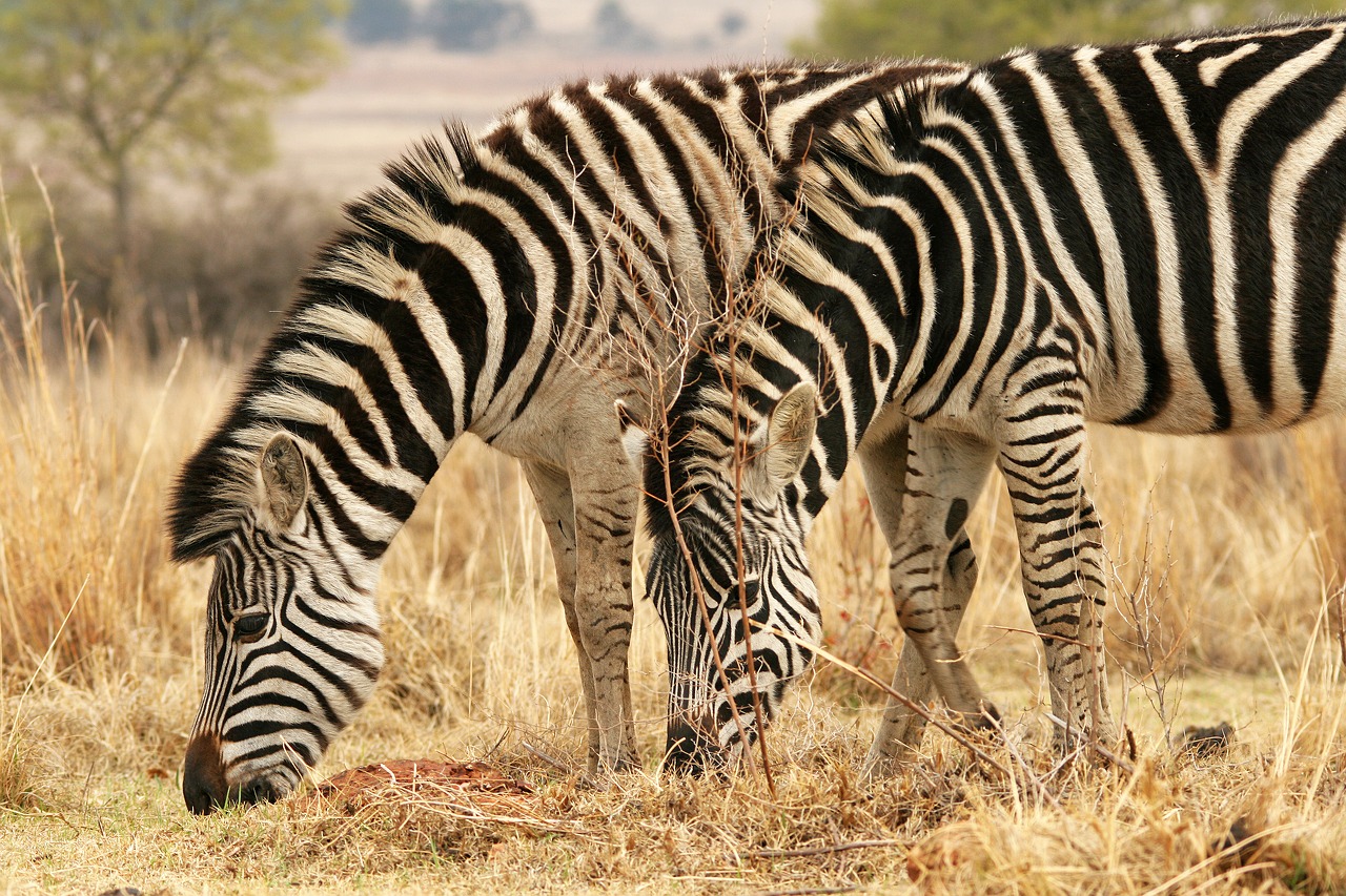 Image - zebra animal mammal game wildlife