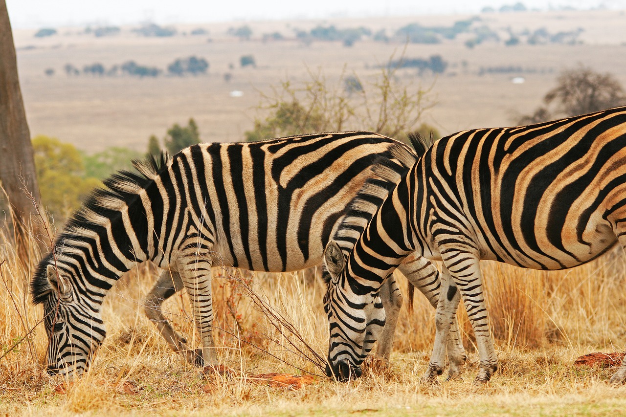 Image - zebra animal mammal game wildlife