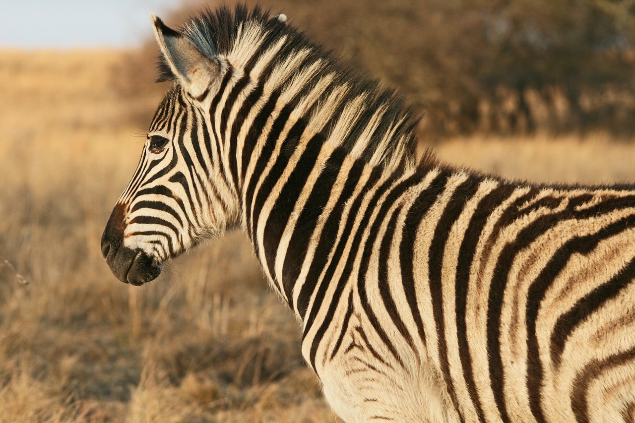 Image - zebra animal mammal young game