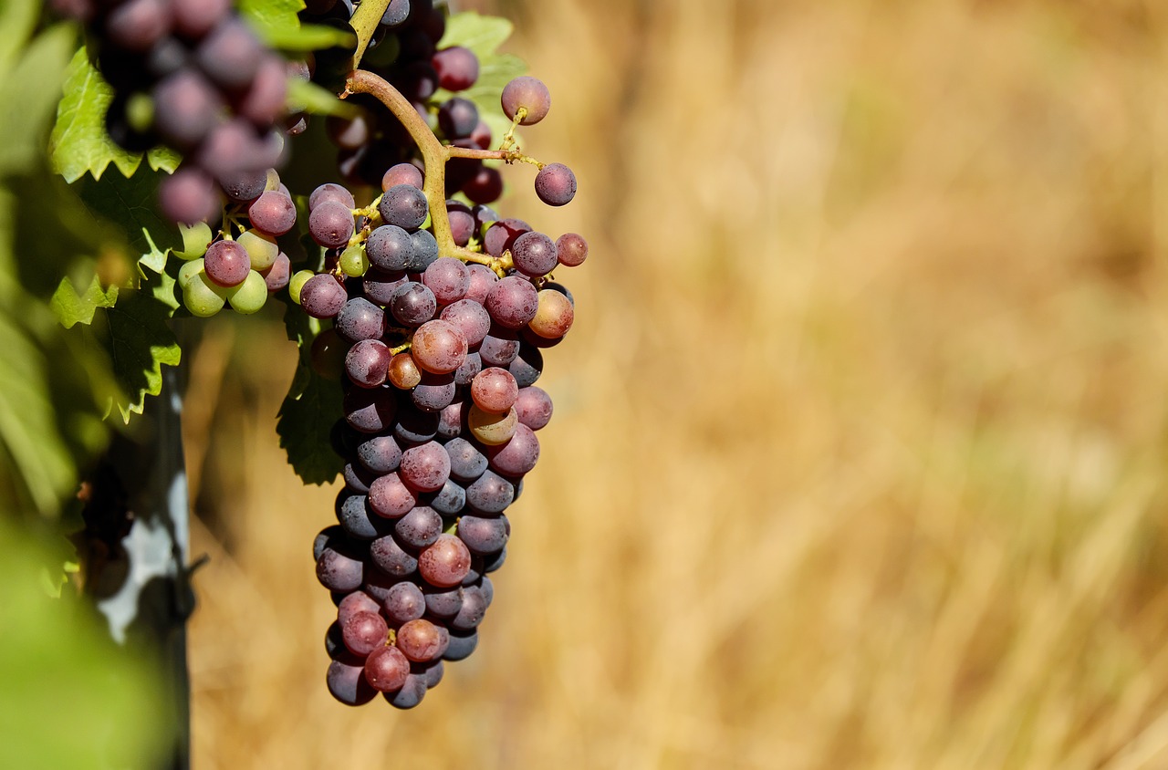Image - grapes fruit fruits blue vine