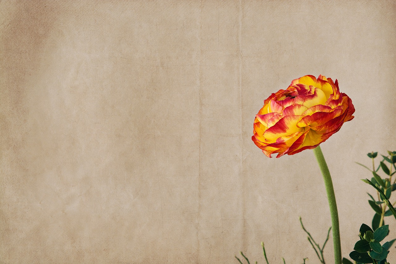 Image - ranunculus flower blossom bloom