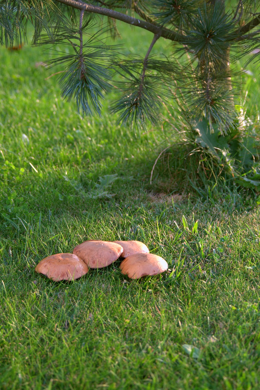 Image - mushrooms meadow polyana nature