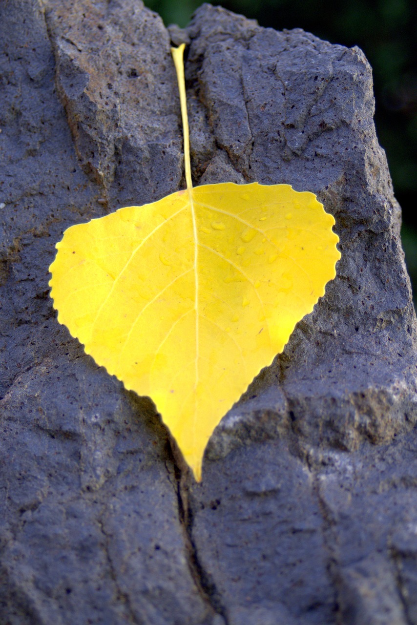 Image - autumn sunny leaf yellow feather