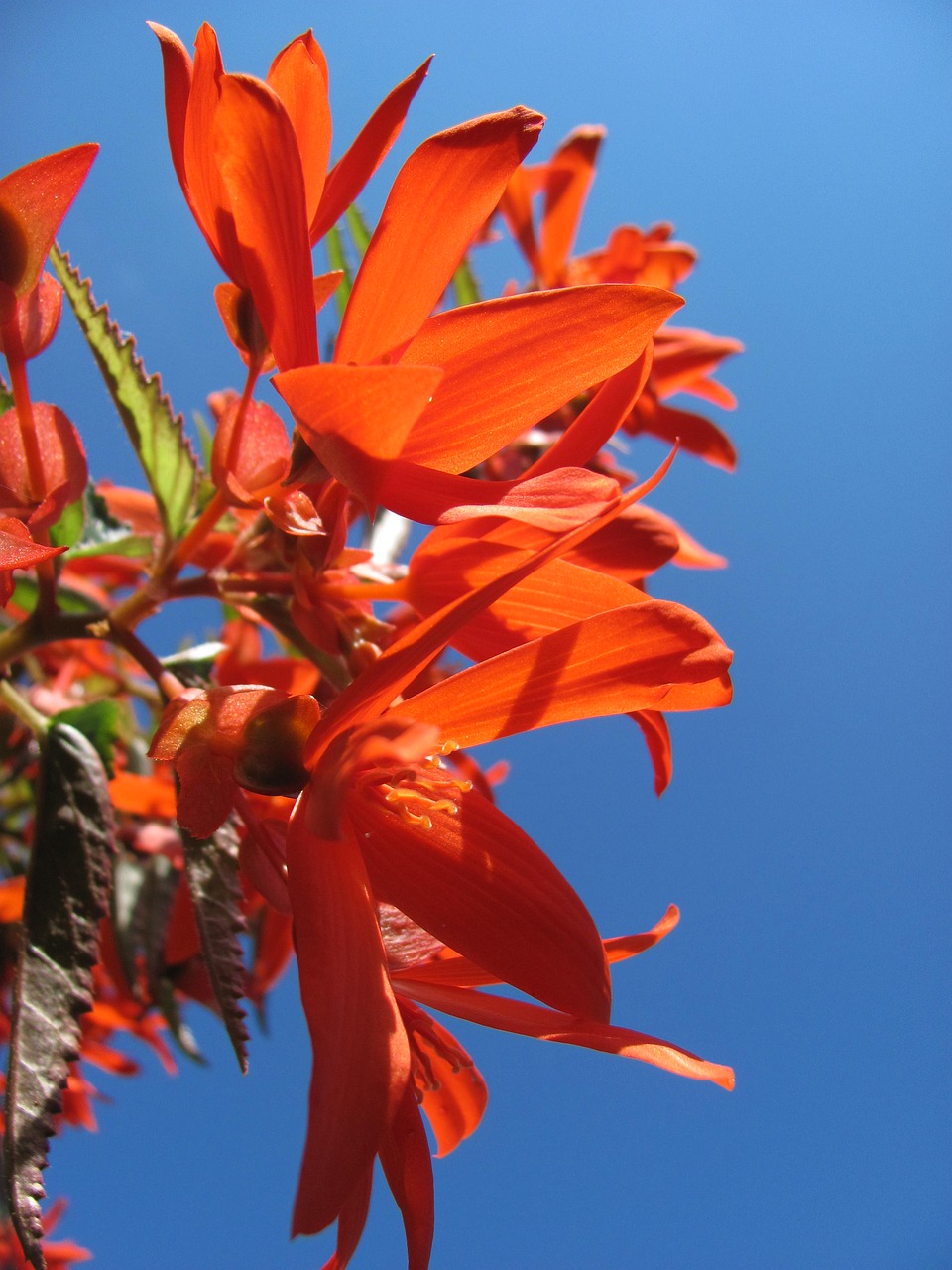 Image - begonia blossom bloom