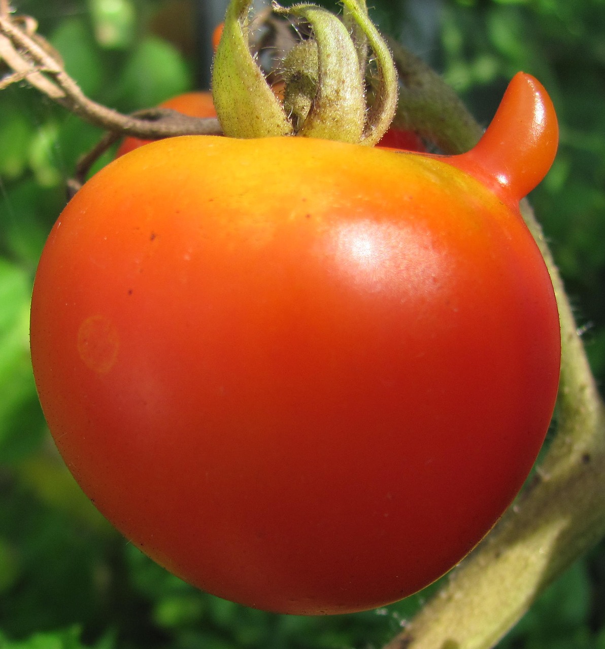 Image - tomato food crop red