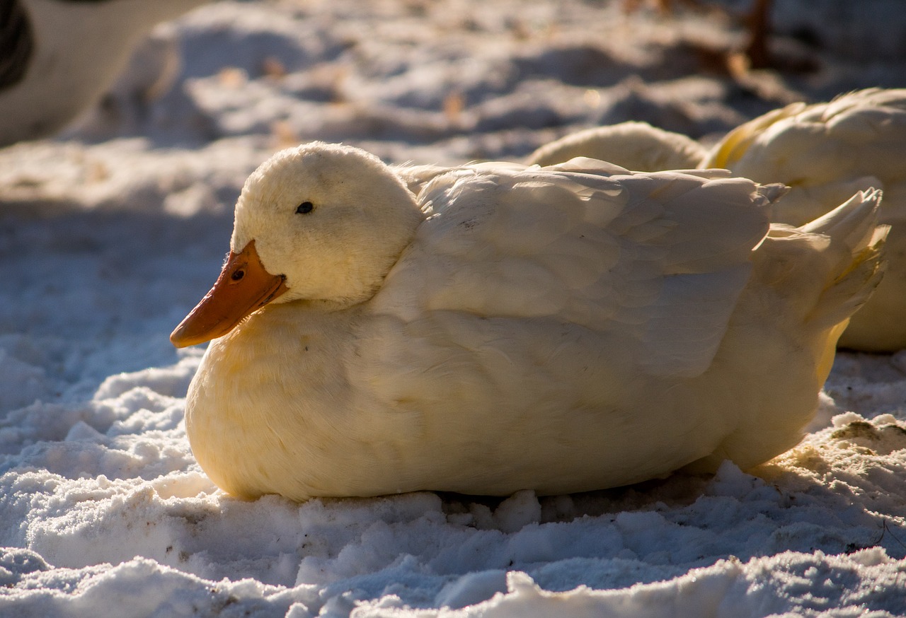 Image - duck animal winter bird sunny