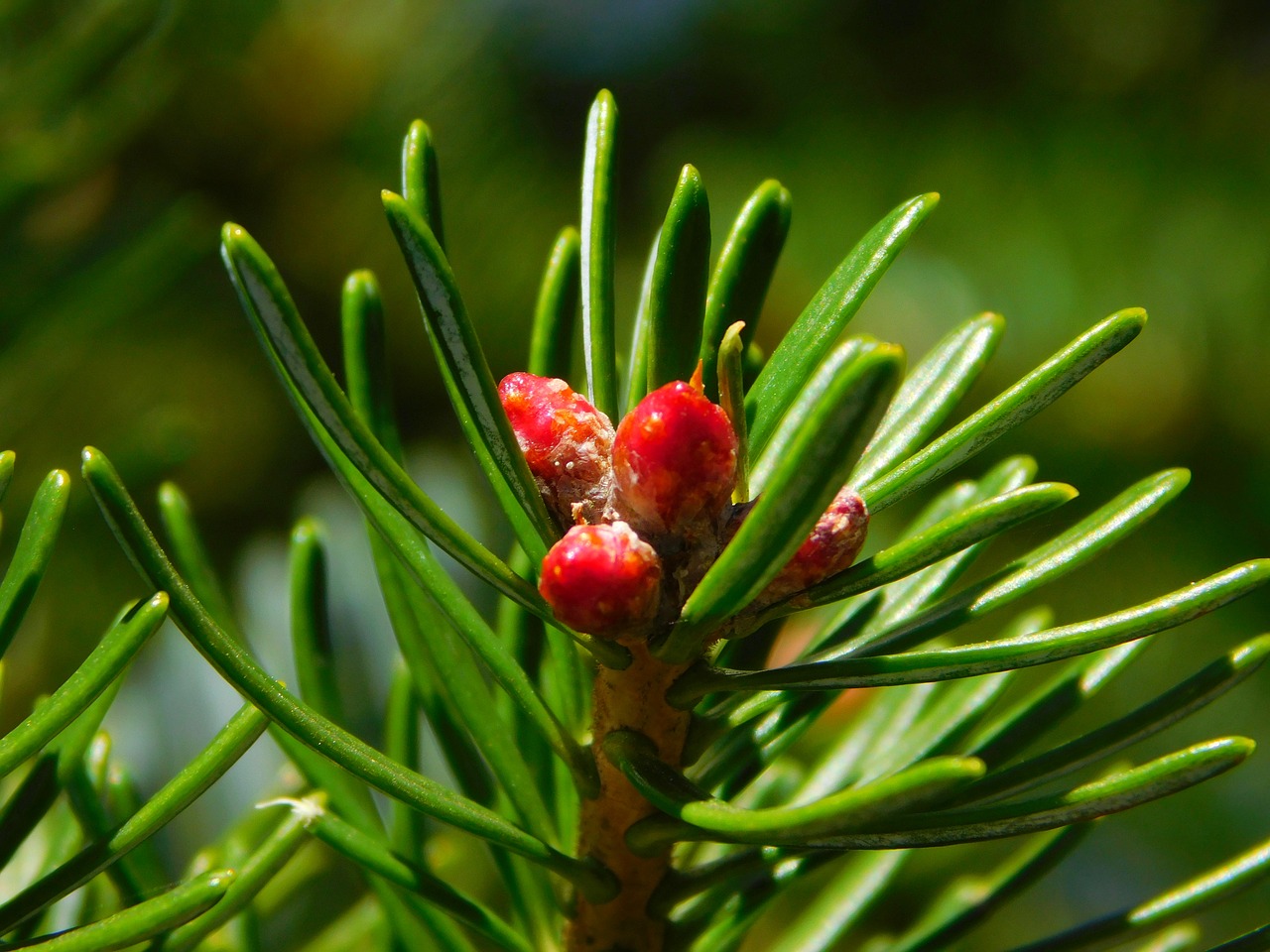 Image - gymnosperm plant needles conifer