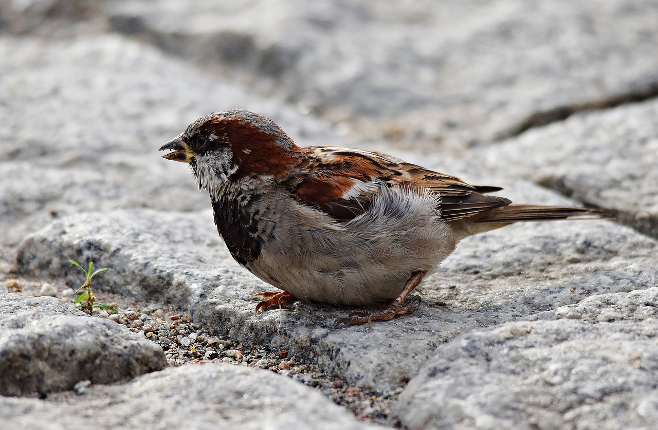 Image - bird the sparrow nature pen