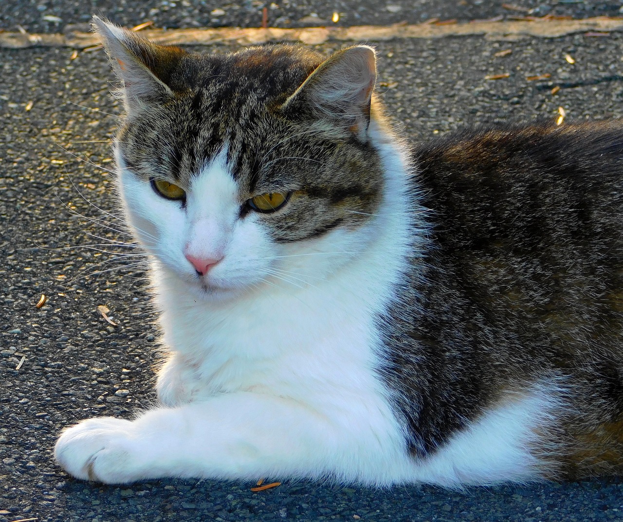 Image - cat thoughtful cat is