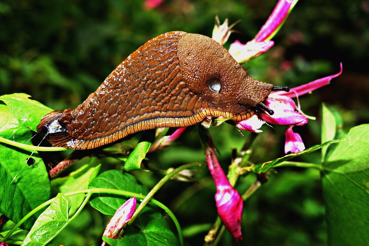 Image - slug land slug gastropod mollusc