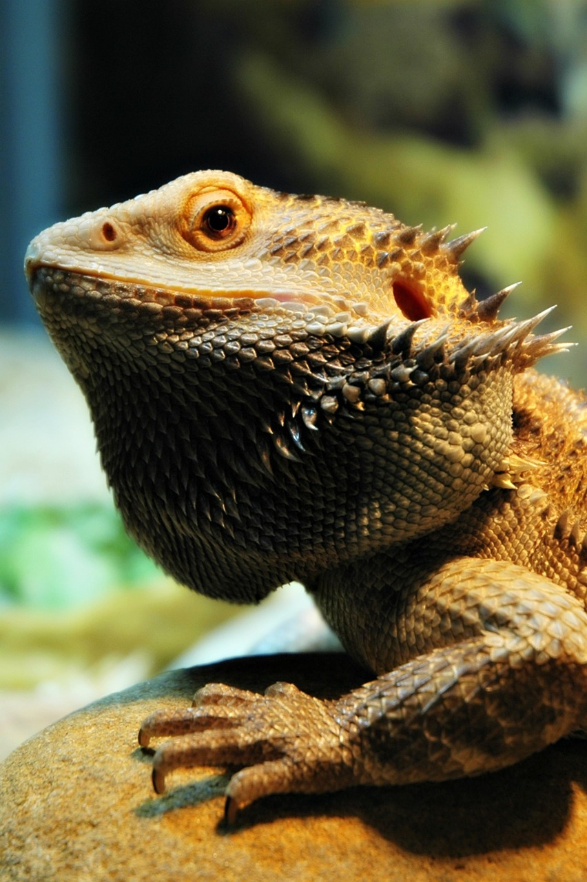 Image - lizard pet dragon bearded