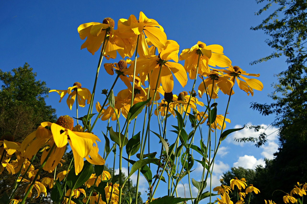 Image - cone flower yellow cone flower