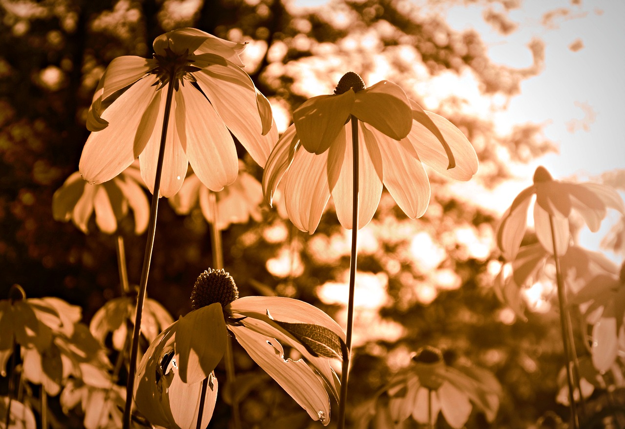 Image - cone flower yellow cone flower