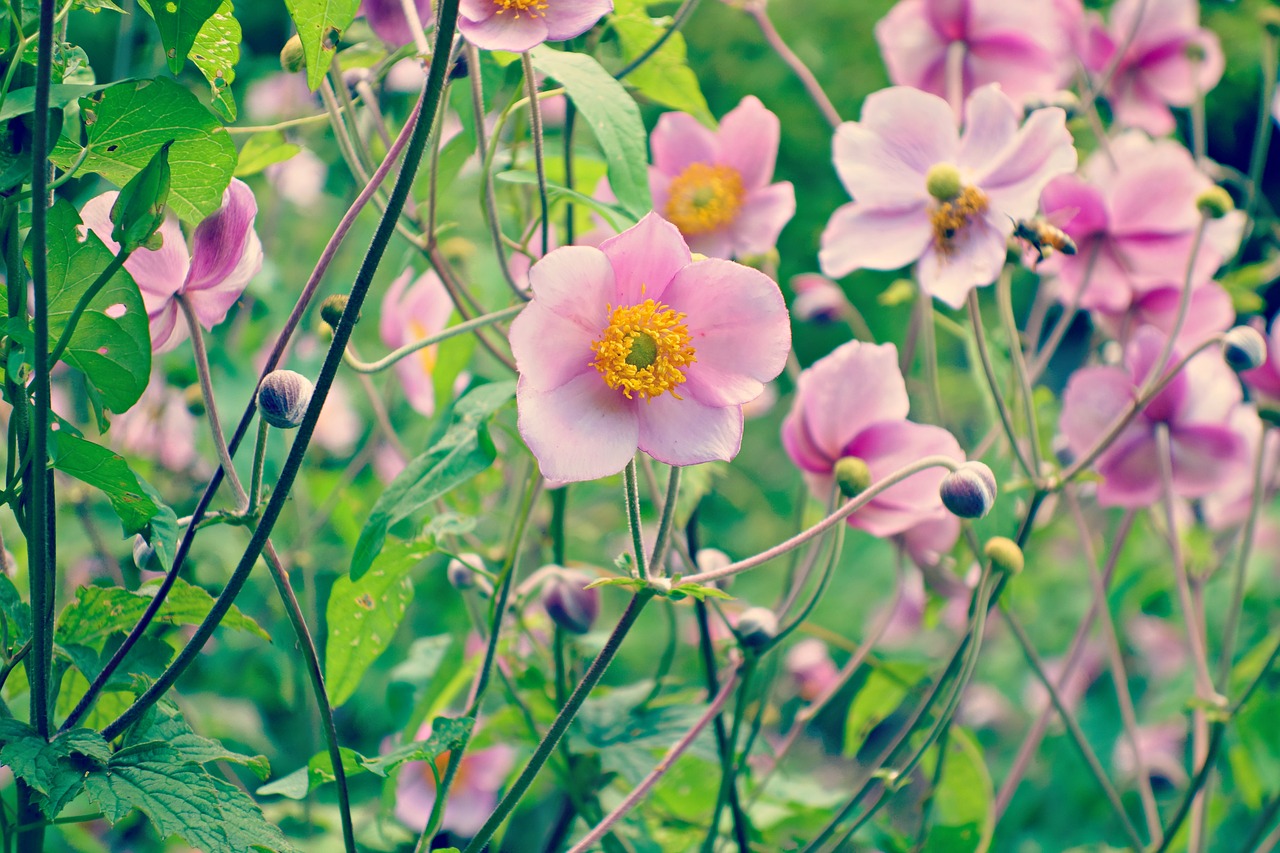 Image - flower plant blossom pink flower