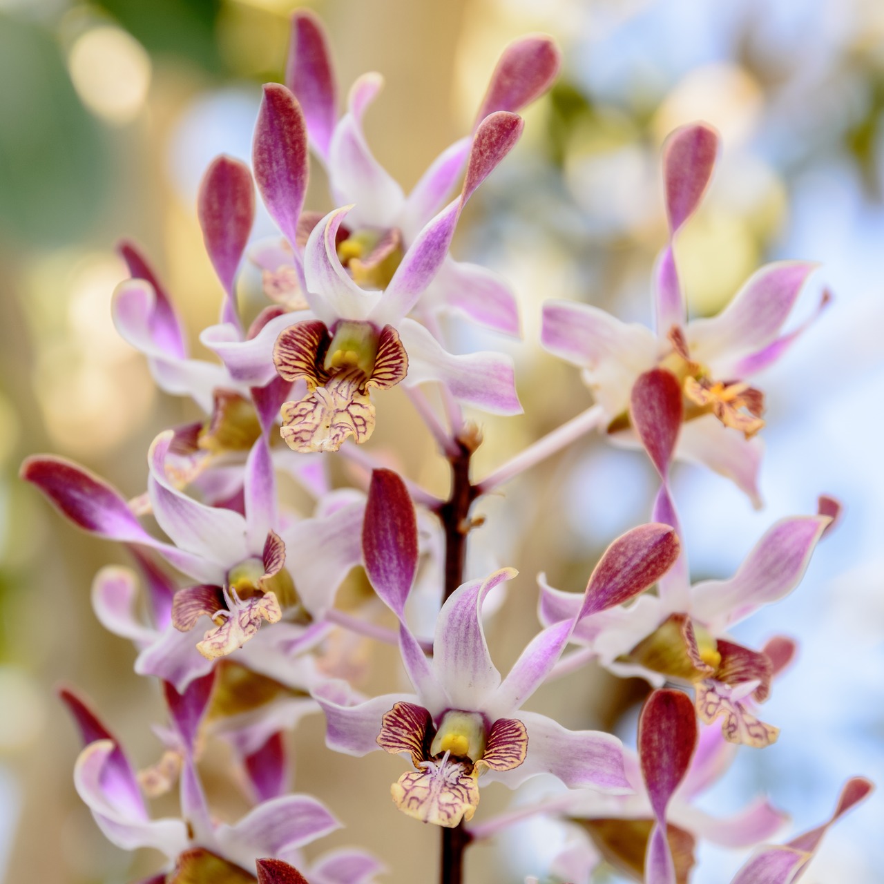 Image - orchid flower pink tropical