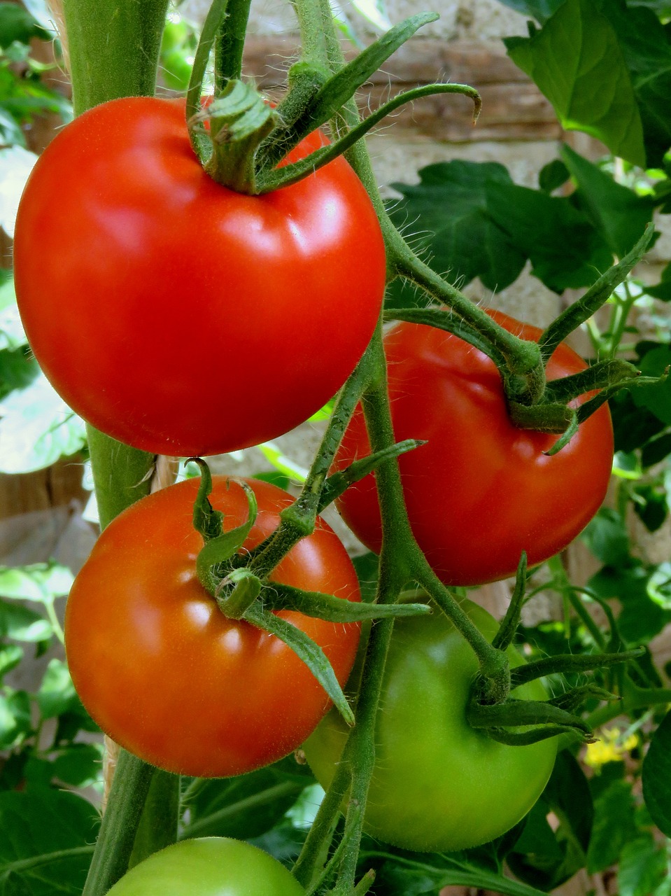 Image - tomatoes red vegetables healthy